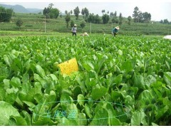 南山送菜公司 农产品配送工厂 学校 酒楼蔬菜配送