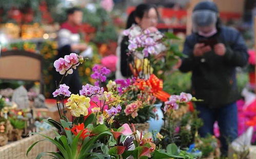 买点花卉扮靓春节 走,记者带你去逛花市