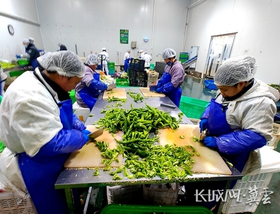 新春走基层·记者在现场|净菜车间飘出"幸福年味"